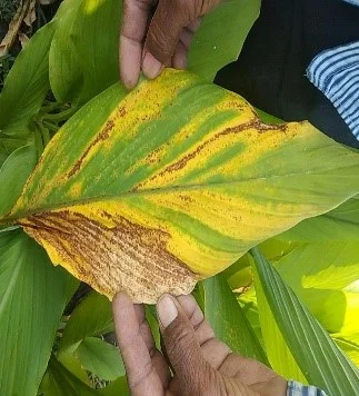 Leaf Blotch